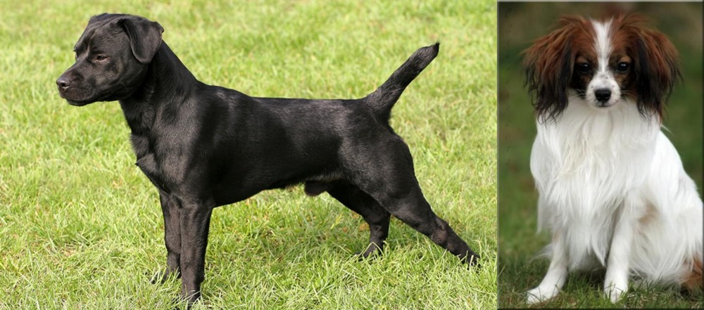 Phalene vs Patterdale Terrier - Breed Comparison