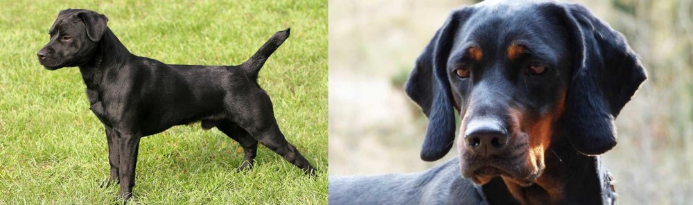 Polish Hunting Dog vs Patterdale Terrier - Breed Comparison