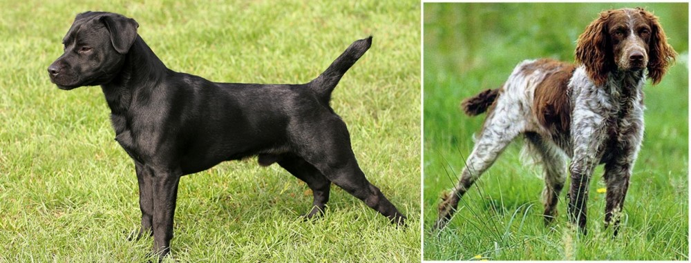 Pont-Audemer Spaniel vs Patterdale Terrier - Breed Comparison