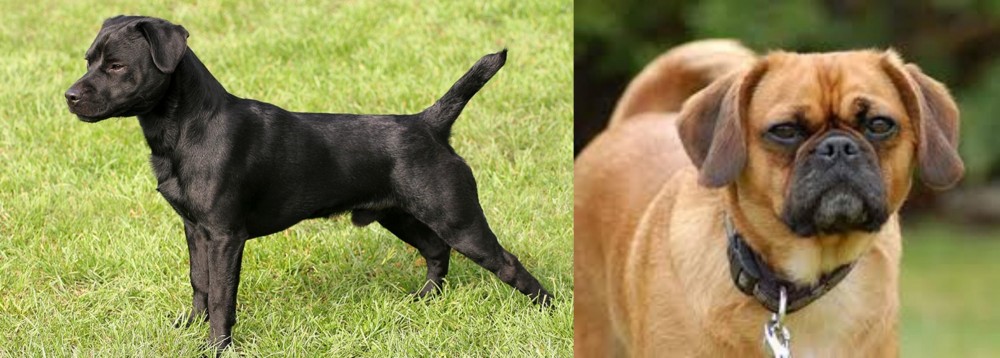 Pugalier vs Patterdale Terrier - Breed Comparison