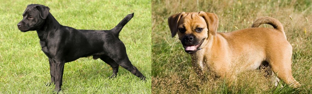 Puggle vs Patterdale Terrier - Breed Comparison