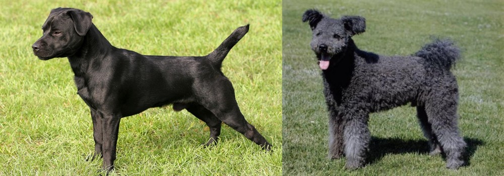 Pumi vs Patterdale Terrier - Breed Comparison