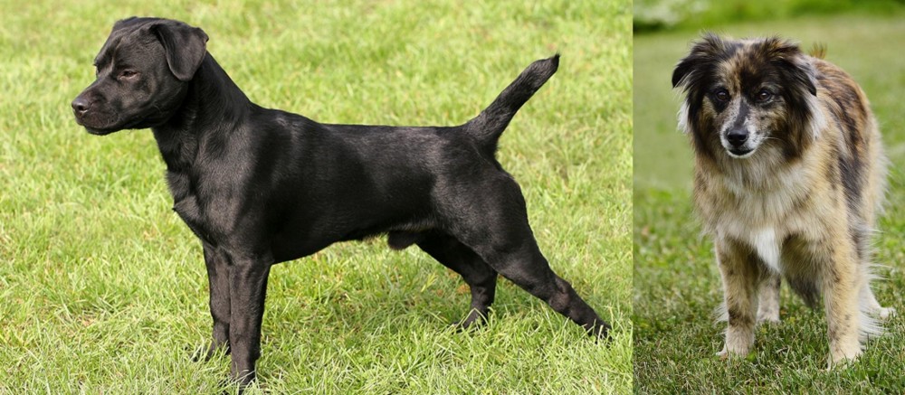 Pyrenean Shepherd vs Patterdale Terrier - Breed Comparison