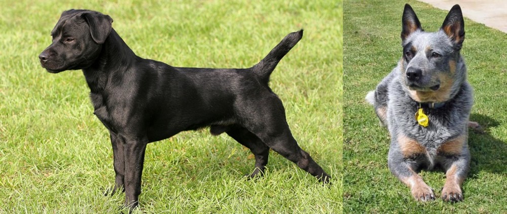 Queensland Heeler vs Patterdale Terrier - Breed Comparison