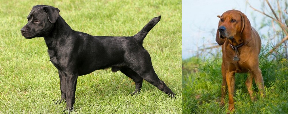 Redbone Coonhound vs Patterdale Terrier - Breed Comparison