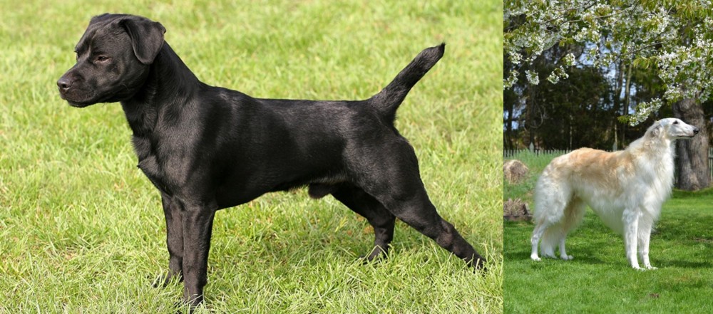 Russian Hound vs Patterdale Terrier - Breed Comparison