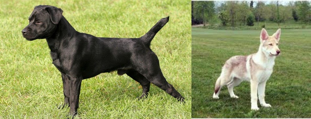 Saarlooswolfhond vs Patterdale Terrier - Breed Comparison