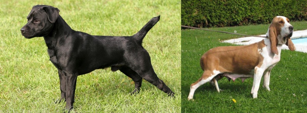 Sabueso Espanol vs Patterdale Terrier - Breed Comparison