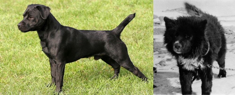 Sakhalin Husky vs Patterdale Terrier - Breed Comparison