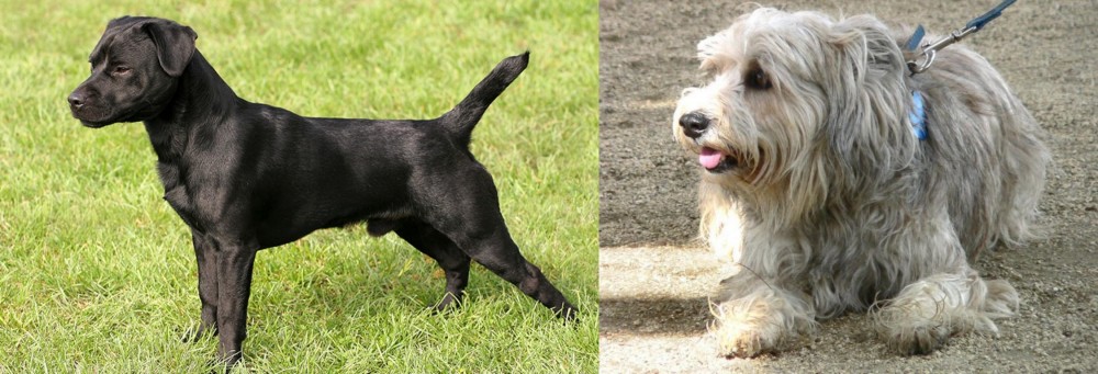 Sapsali vs Patterdale Terrier - Breed Comparison