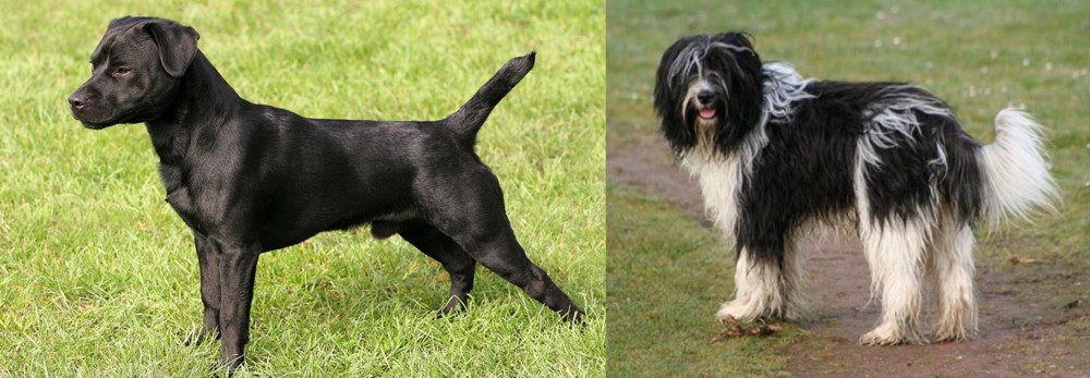 Schapendoes vs Patterdale Terrier - Breed Comparison