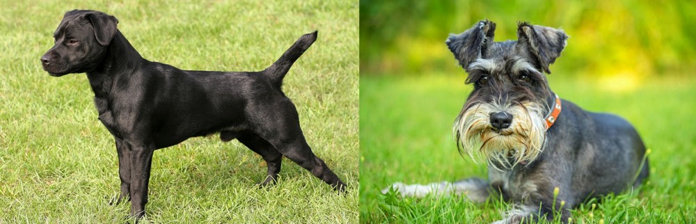 Schnauzer vs Patterdale Terrier - Breed Comparison