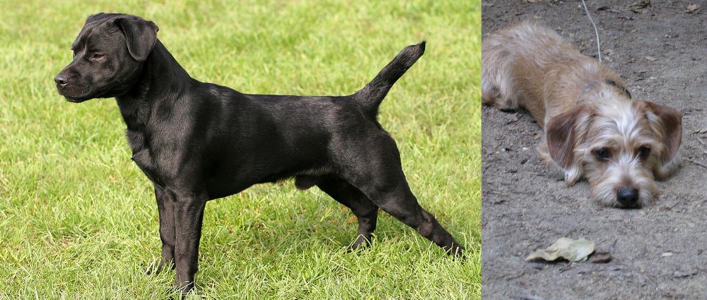 Schweenie vs Patterdale Terrier - Breed Comparison