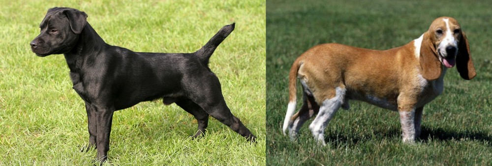 Schweizer Niederlaufhund vs Patterdale Terrier - Breed Comparison