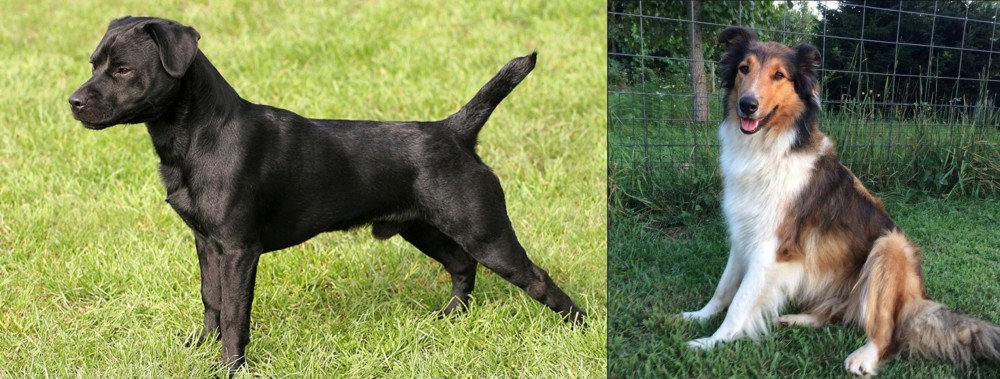 Scotch Collie vs Patterdale Terrier - Breed Comparison
