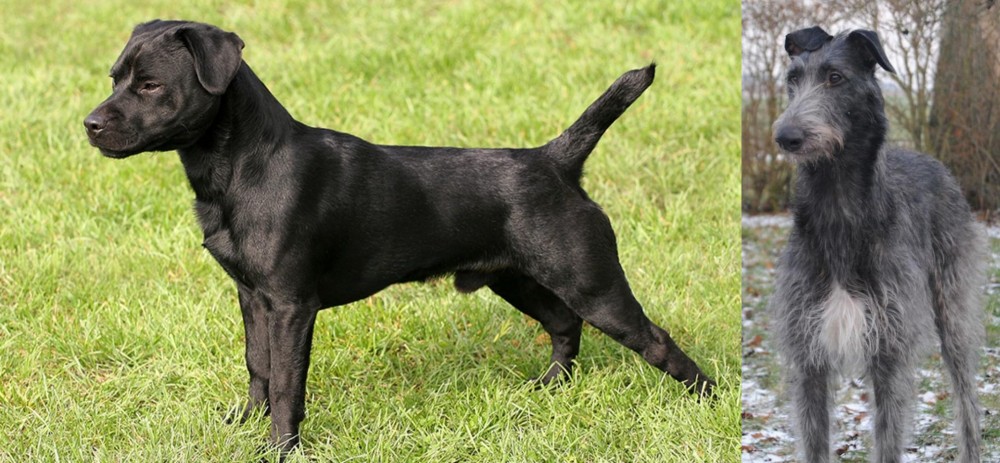 Scottish Deerhound vs Patterdale Terrier - Breed Comparison