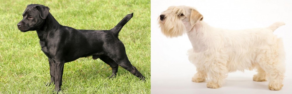 Sealyham Terrier vs Patterdale Terrier - Breed Comparison