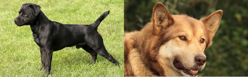 Seppala Siberian Sleddog vs Patterdale Terrier - Breed Comparison