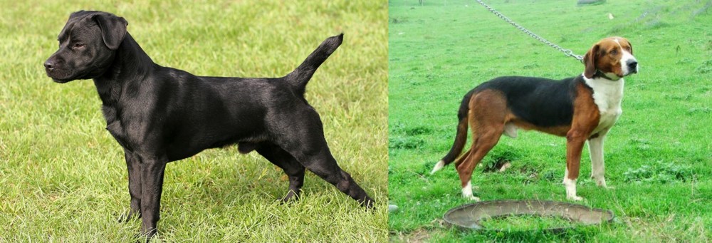 Serbian Tricolour Hound vs Patterdale Terrier - Breed Comparison