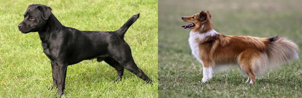 Shetland Sheepdog vs Patterdale Terrier - Breed Comparison