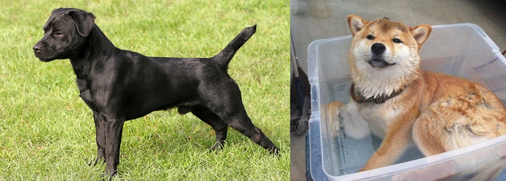 Shiba Inu vs Patterdale Terrier - Breed Comparison