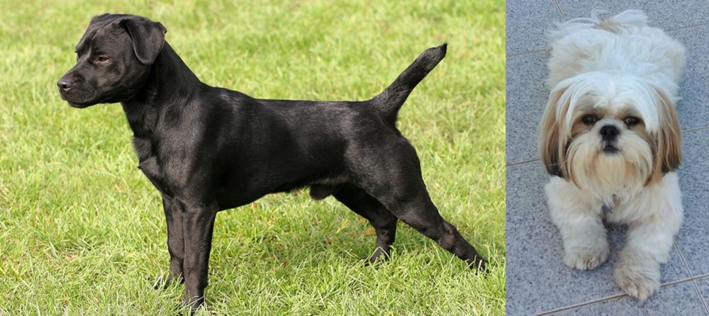 Shih Tzu vs Patterdale Terrier - Breed Comparison