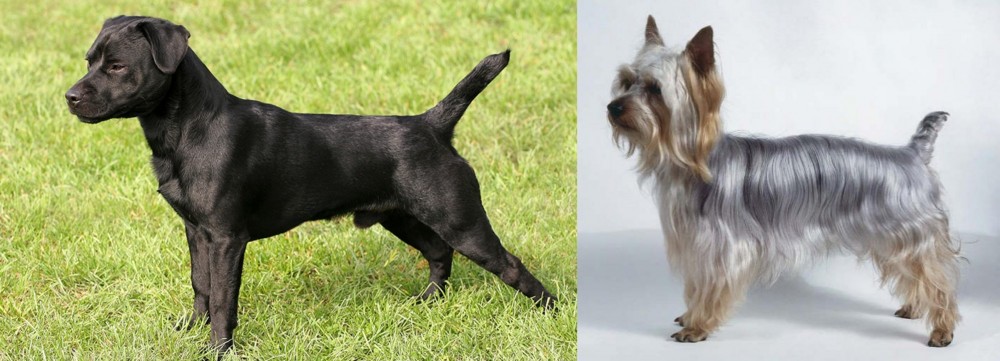 Silky Terrier vs Patterdale Terrier - Breed Comparison