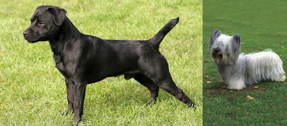 Skye Terrier vs Patterdale Terrier - Breed Comparison