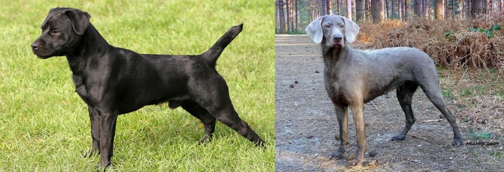 Slovensky Hrubosrsty Stavac vs Patterdale Terrier - Breed Comparison