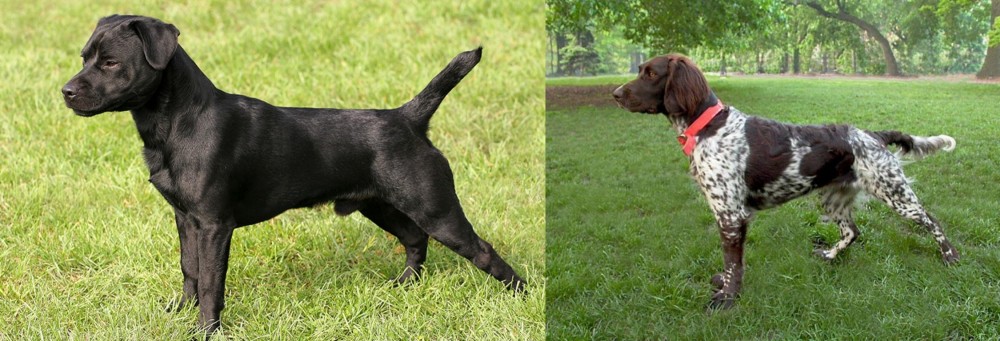 Small Munsterlander vs Patterdale Terrier - Breed Comparison