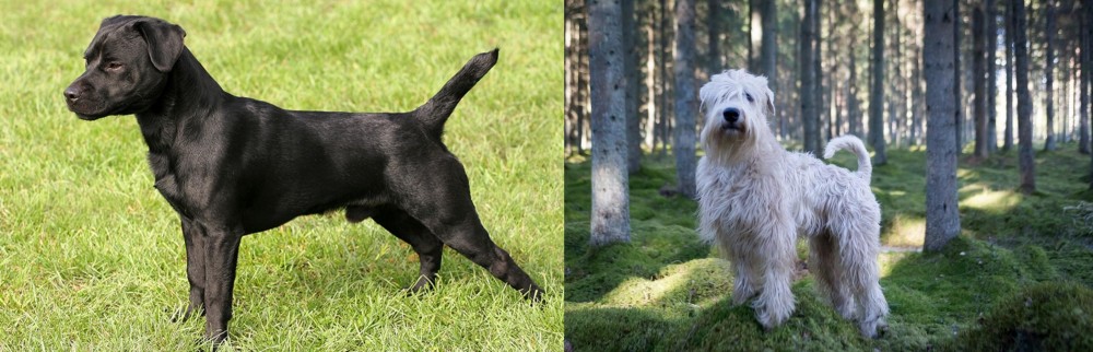Soft-Coated Wheaten Terrier vs Patterdale Terrier - Breed Comparison