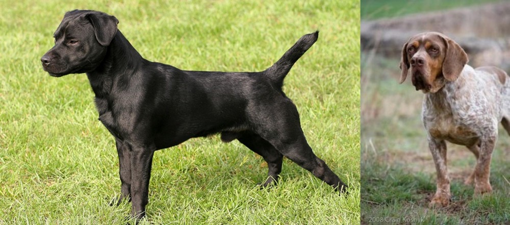 Spanish Pointer vs Patterdale Terrier - Breed Comparison