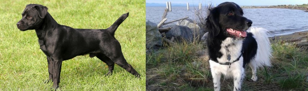 Stabyhoun vs Patterdale Terrier - Breed Comparison