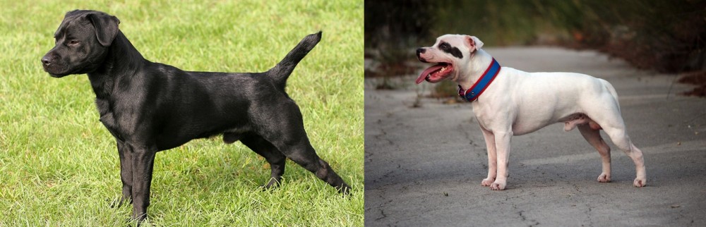 Staffordshire Bull Terrier vs Patterdale Terrier - Breed Comparison