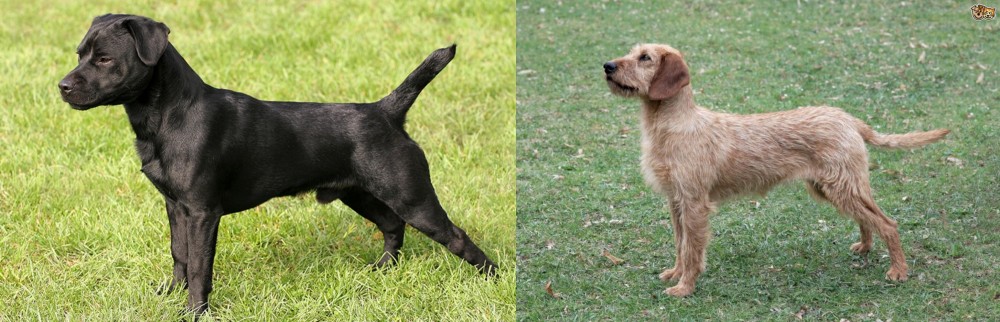 Styrian Coarse Haired Hound vs Patterdale Terrier - Breed Comparison