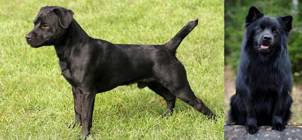 Swedish Lapphund vs Patterdale Terrier - Breed Comparison