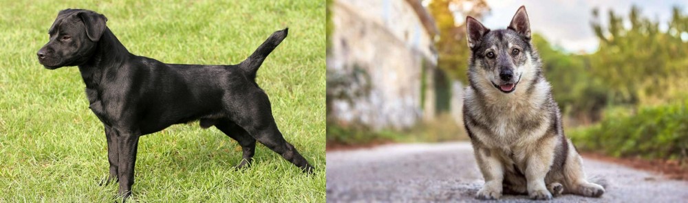 Swedish Vallhund vs Patterdale Terrier - Breed Comparison