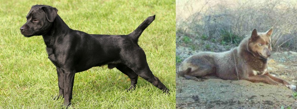 Tahltan Bear Dog vs Patterdale Terrier - Breed Comparison