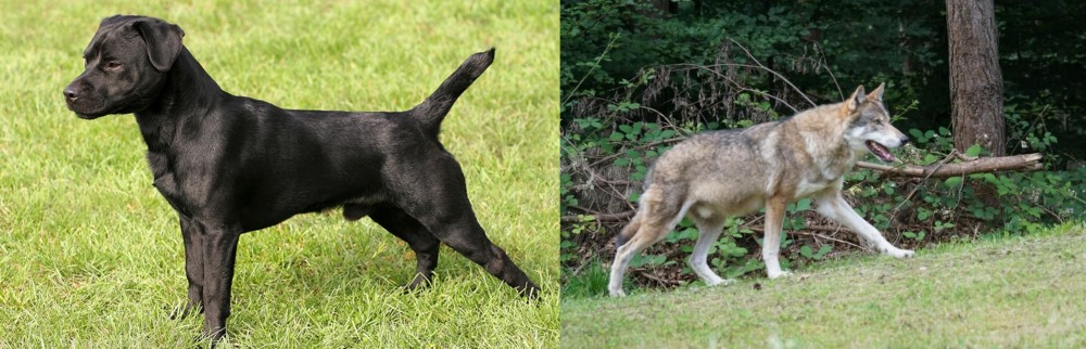 Tamaskan vs Patterdale Terrier - Breed Comparison