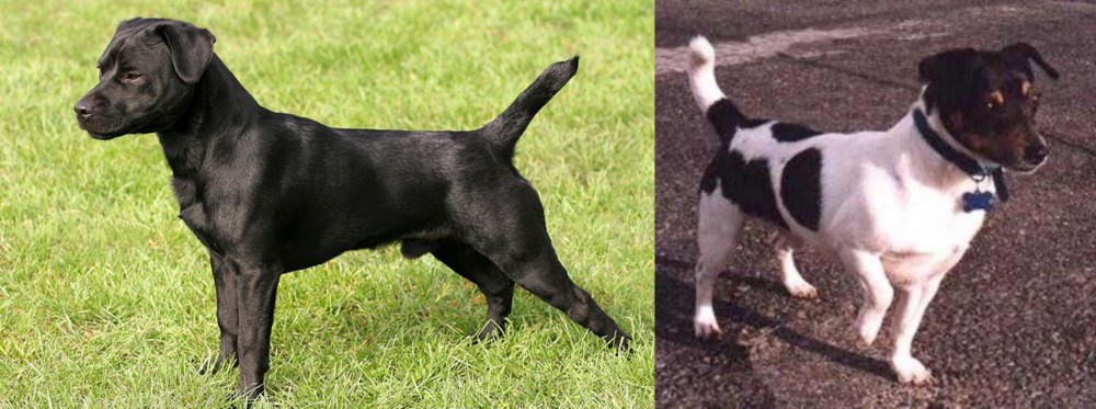 Teddy Roosevelt Terrier vs Patterdale Terrier - Breed Comparison