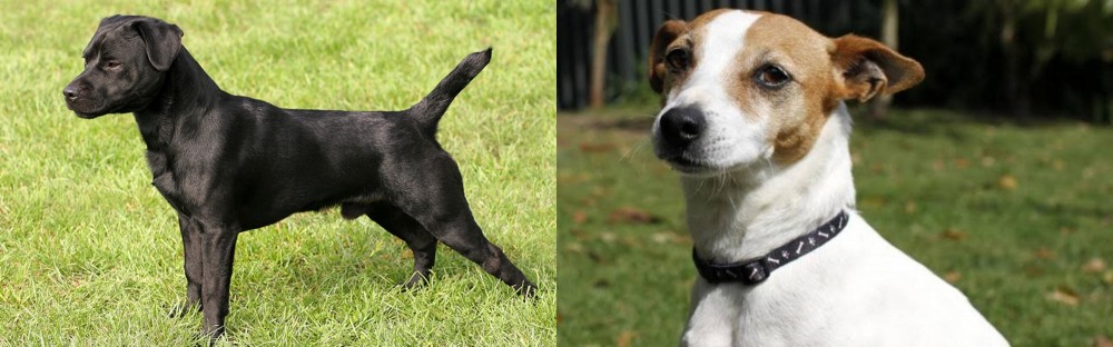 Tenterfield Terrier vs Patterdale Terrier - Breed Comparison