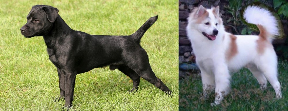 Thai Bangkaew vs Patterdale Terrier - Breed Comparison