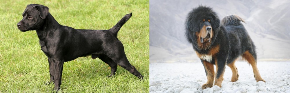 Tibetan Mastiff vs Patterdale Terrier - Breed Comparison