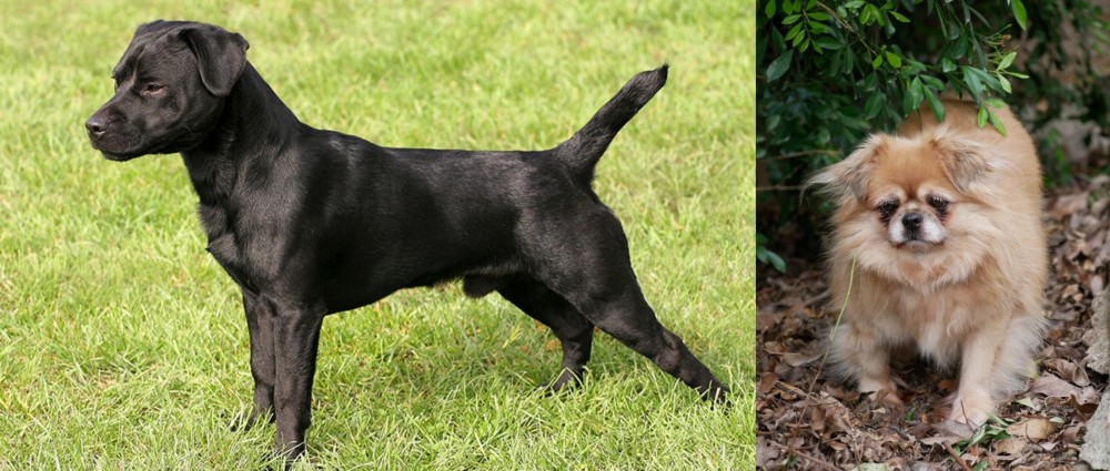 Tibetan Spaniel vs Patterdale Terrier - Breed Comparison