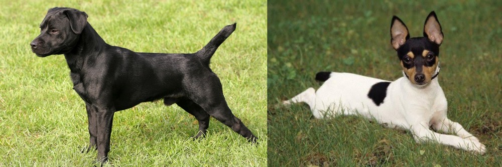 Toy Fox Terrier vs Patterdale Terrier - Breed Comparison