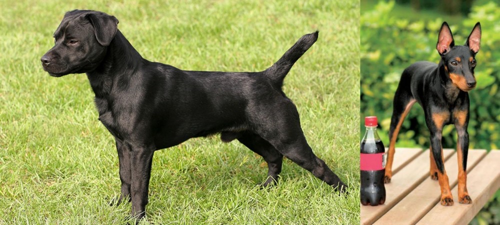 Toy Manchester Terrier vs Patterdale Terrier - Breed Comparison