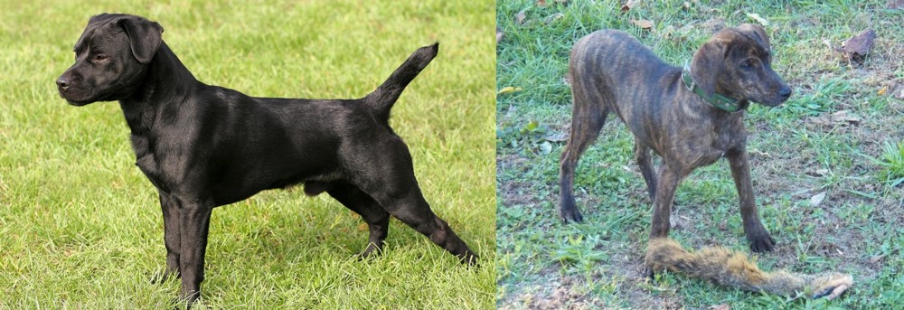 Treeing Cur vs Patterdale Terrier - Breed Comparison