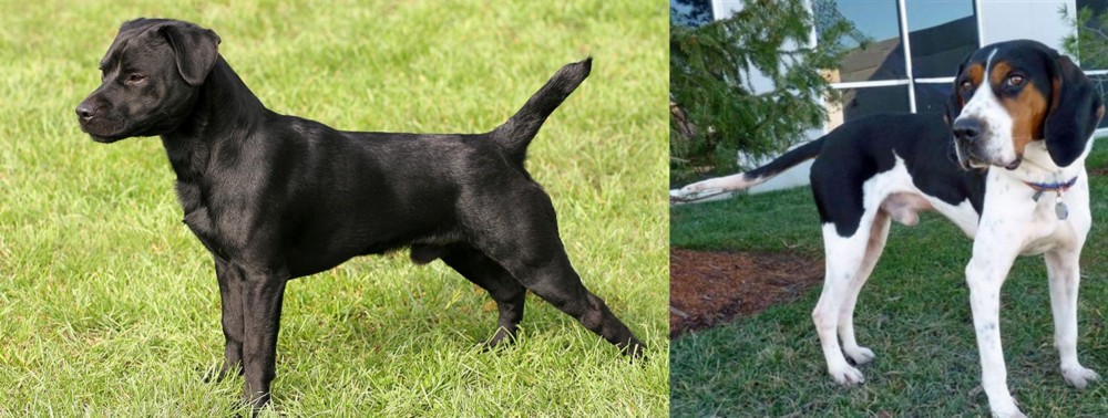 Treeing Walker Coonhound vs Patterdale Terrier - Breed Comparison