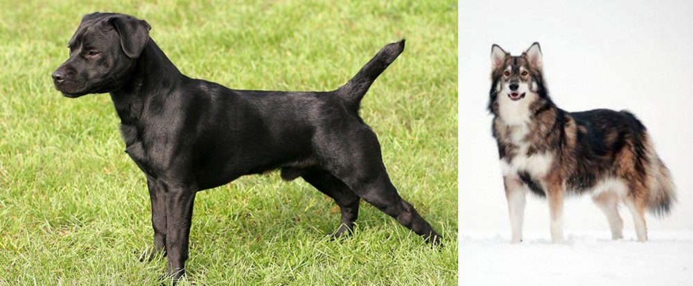 Utonagan vs Patterdale Terrier - Breed Comparison