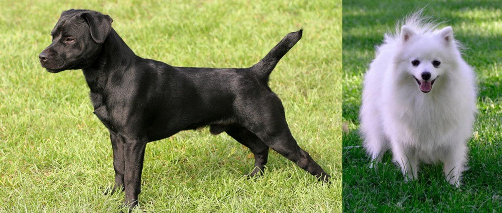 Volpino Italiano vs Patterdale Terrier - Breed Comparison